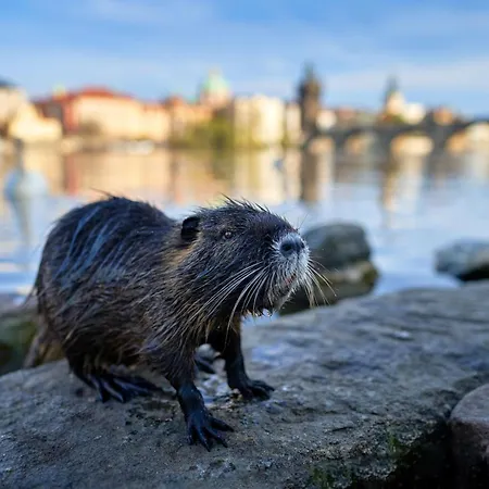 Rum i privatbostad V Prazskych Holesovicich C1 *